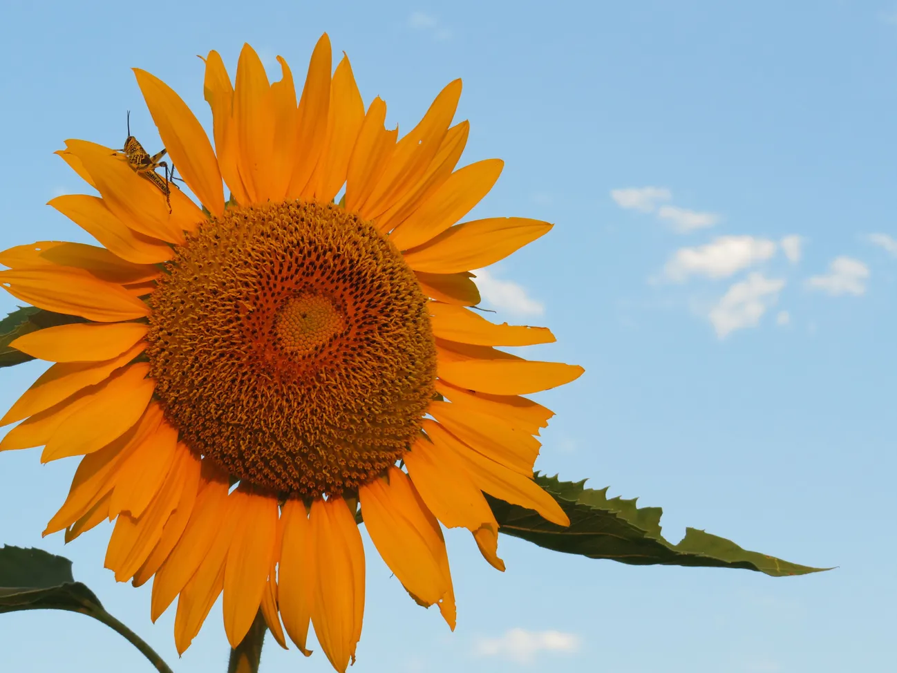 sunflower