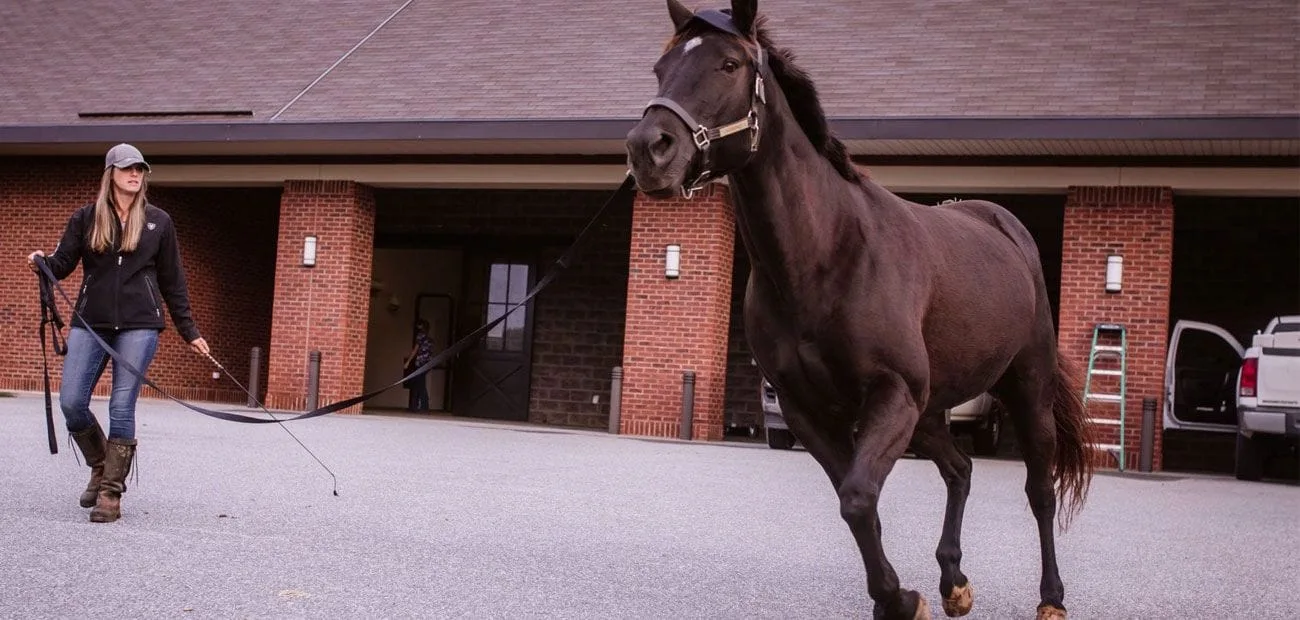 brown horse being trotted