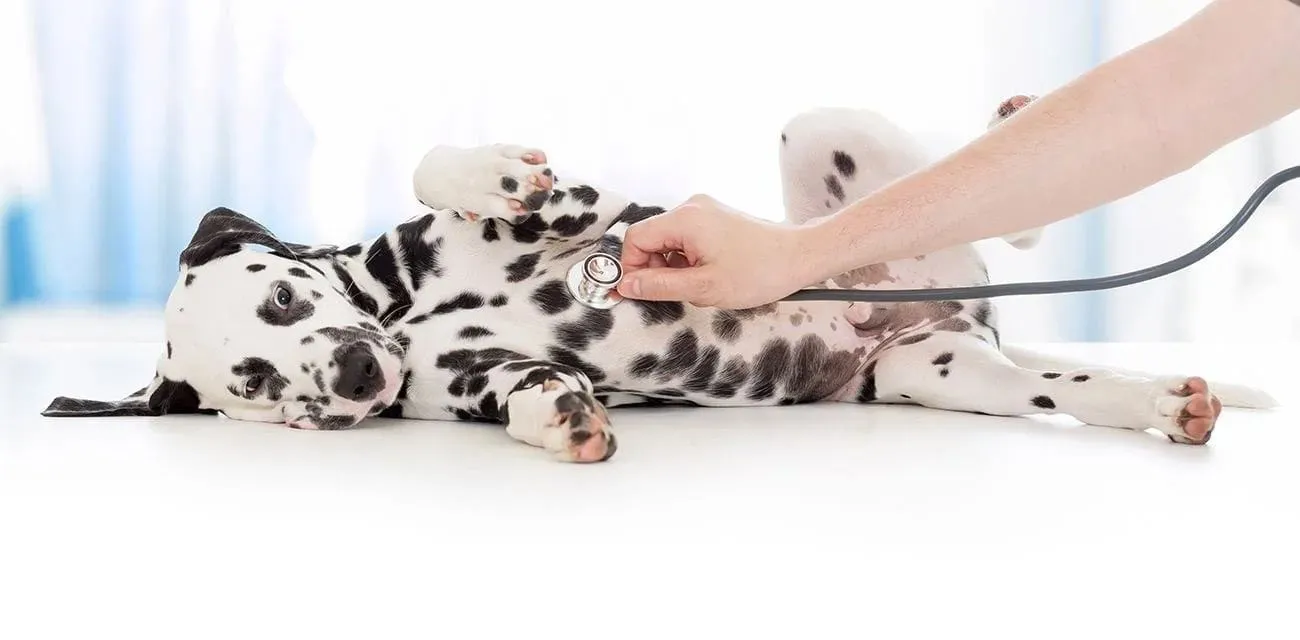 dalmation