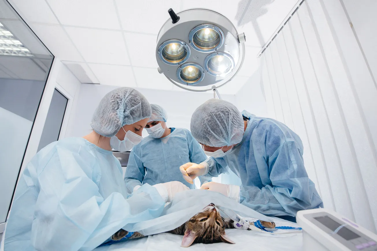 Pet Surgery