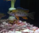 striped fish