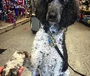 dog handshaking