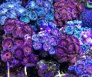 purple urchins