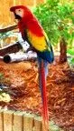 bird5.jpg