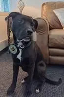 Champion, Certified Therapy K-9