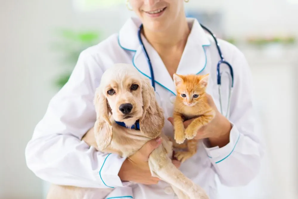 A Pet Owner?s Guide to Understanding Wellness Exams for Cats and Dogs