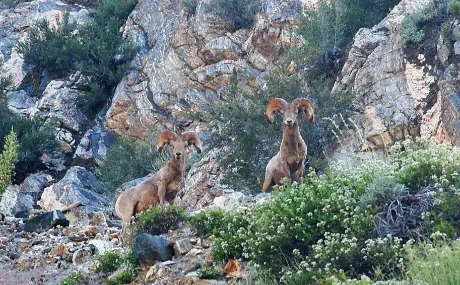 Bighorn sheep