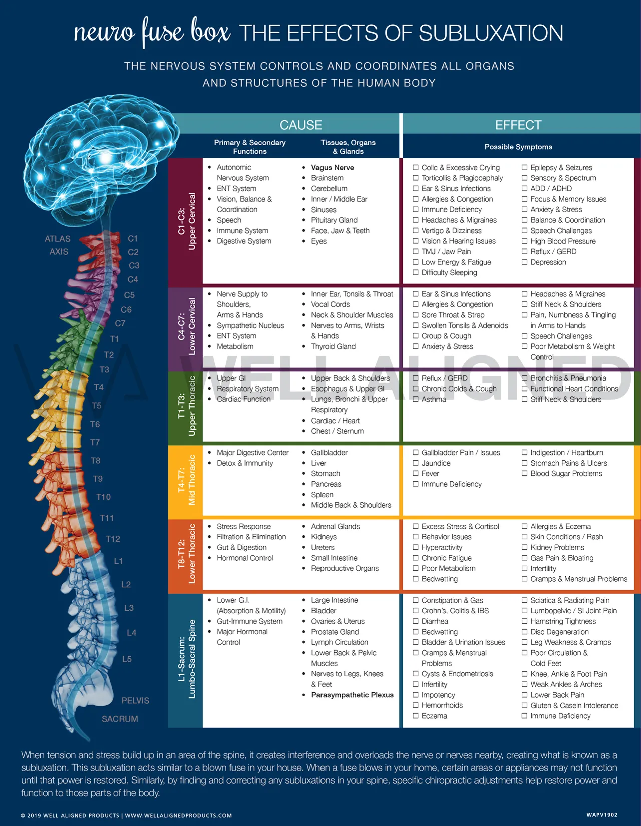 Spinal chart