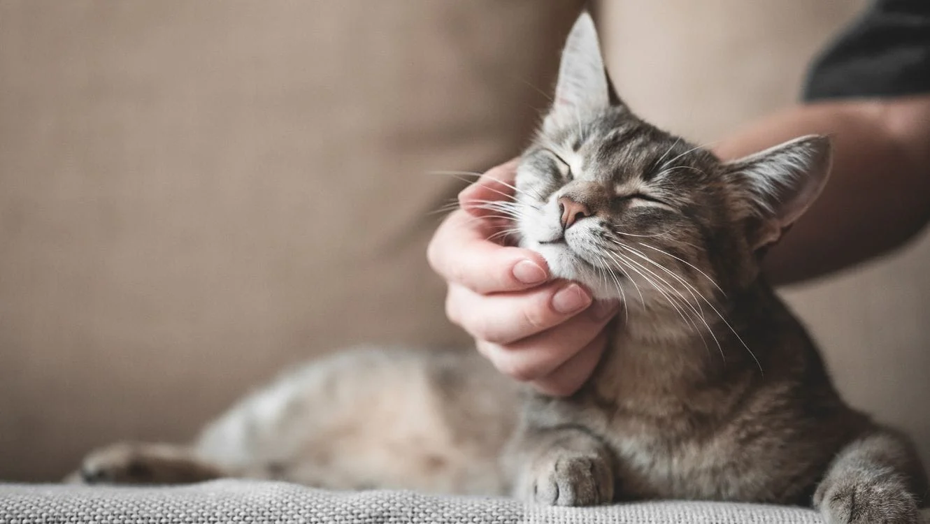 cat being scratched