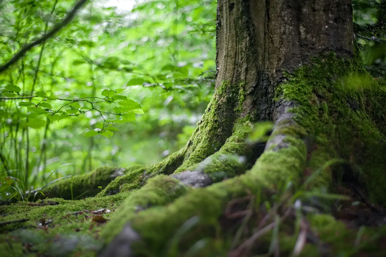 tree roots