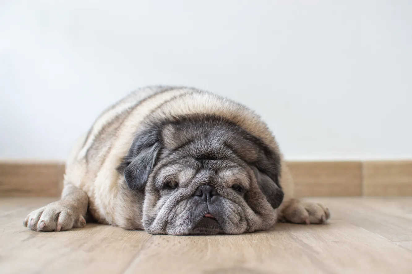 Managing Side Effects During Heartworm Treatment