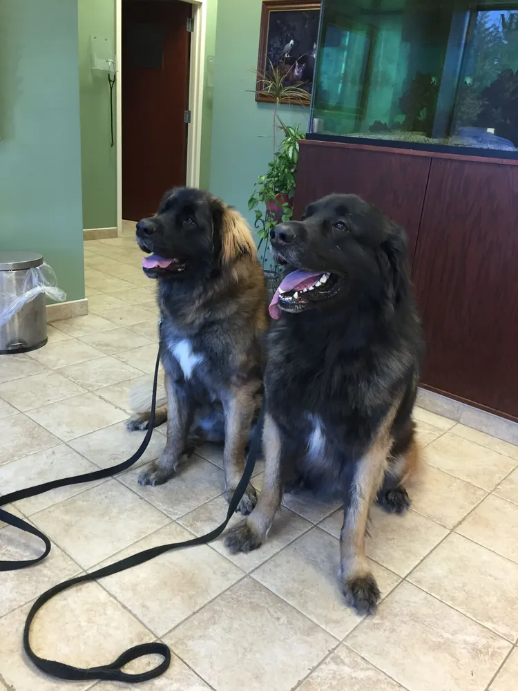 leonbergers