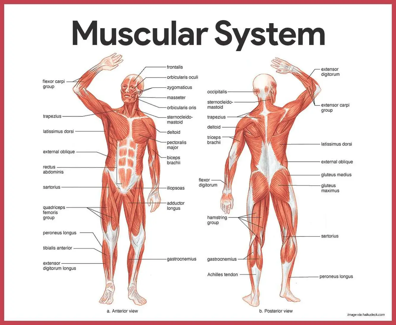 Muscular System