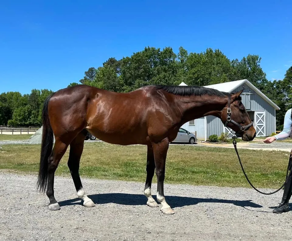 bay horse standing