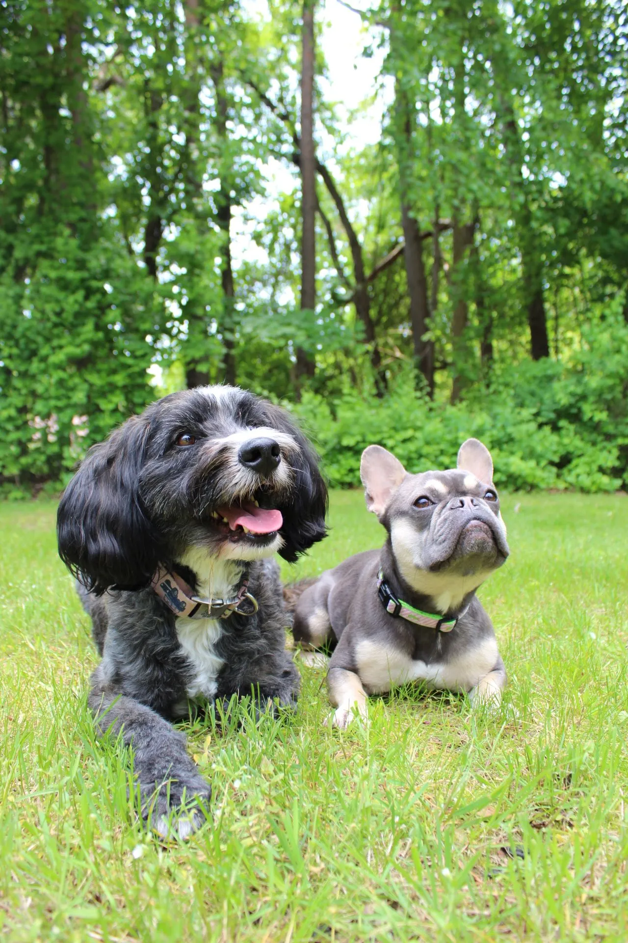 Milo, Coco (Squishy)