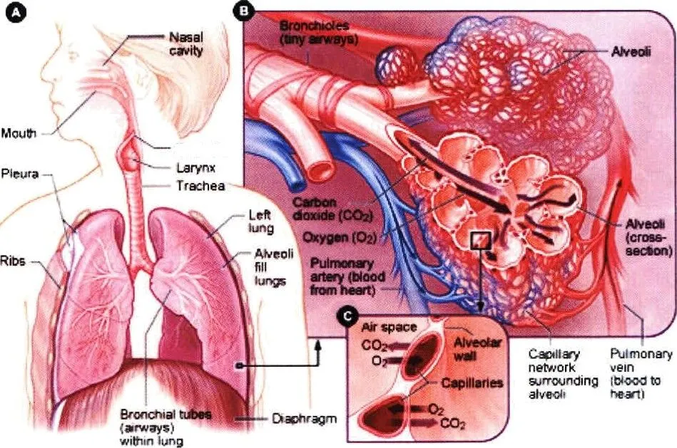 respiratory-system