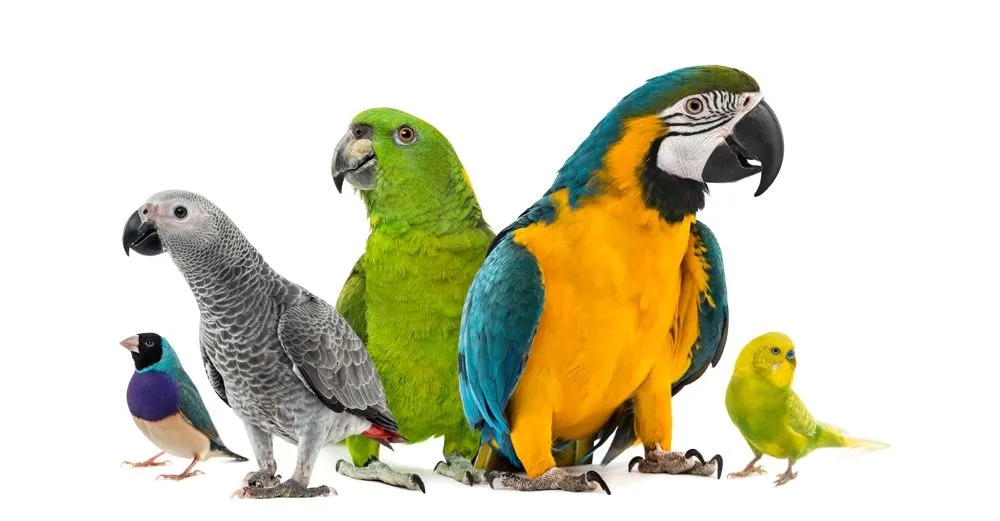 group of birds