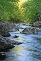 Stream with rocks and trees surrounding