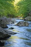 small creek with green trees in the background