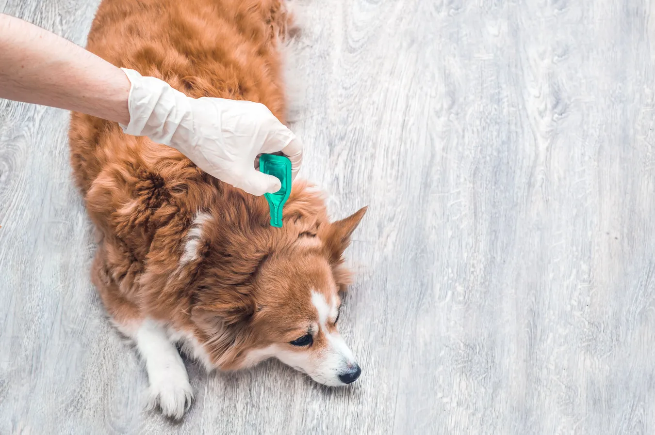 The Top 5 Benefits of Regular Parasite Prevention for Your Pet