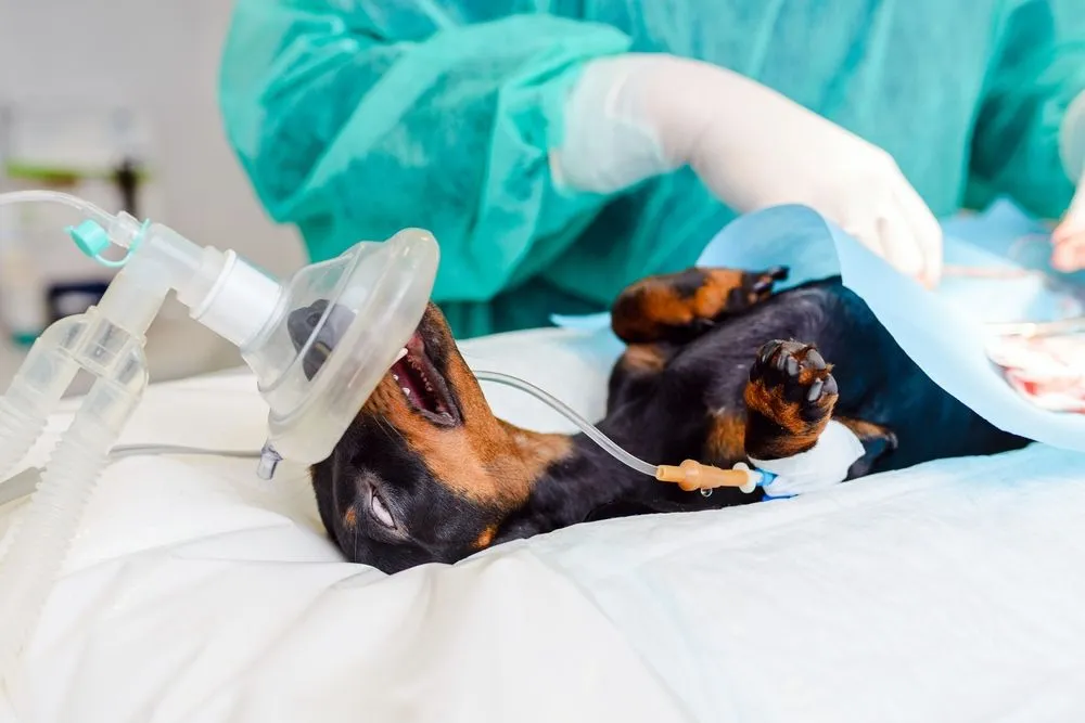 Why Spaying or Neutering Can Help Your Pet Live Longer