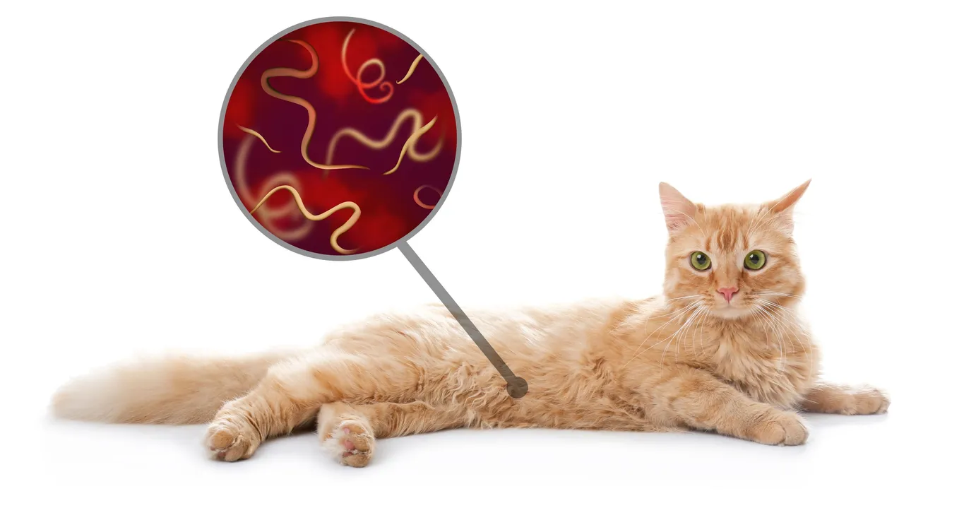 The Connection Between Fleas, Ticks, and Heartworm Disease