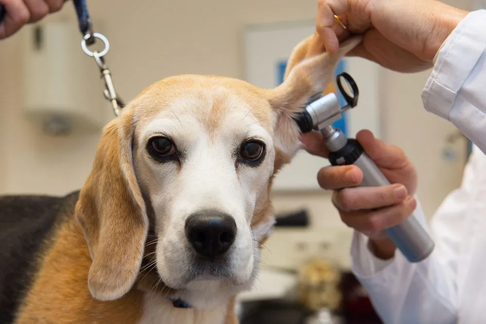 Ear and Eye Infections Veterinarian in Middleville MI Thornapple Veterinary Medical Center