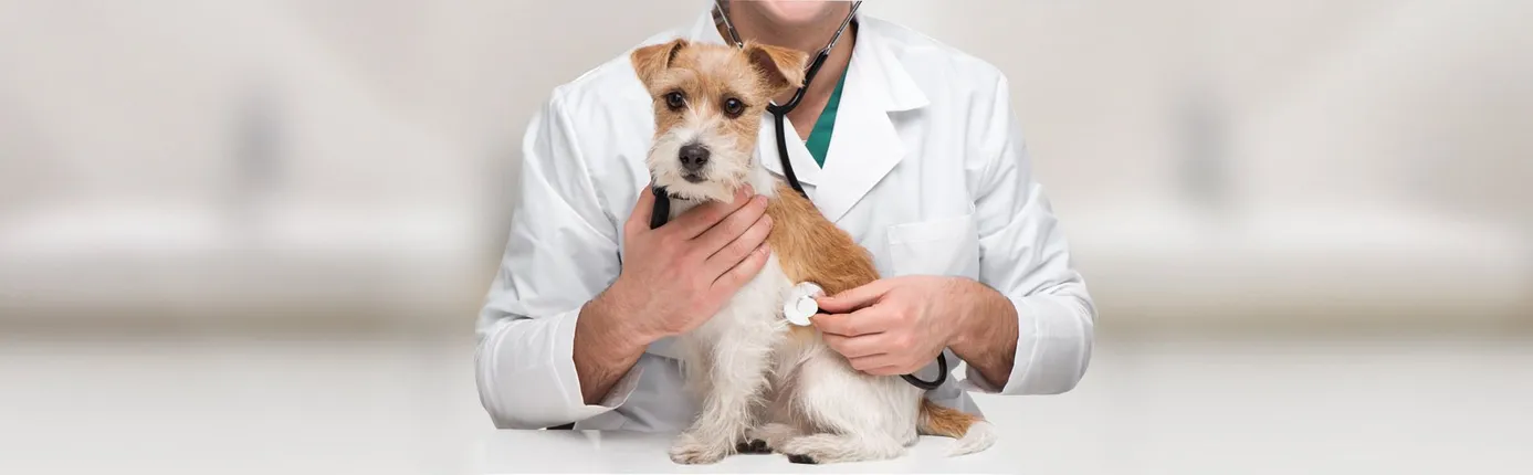 Veterinarian examining dog