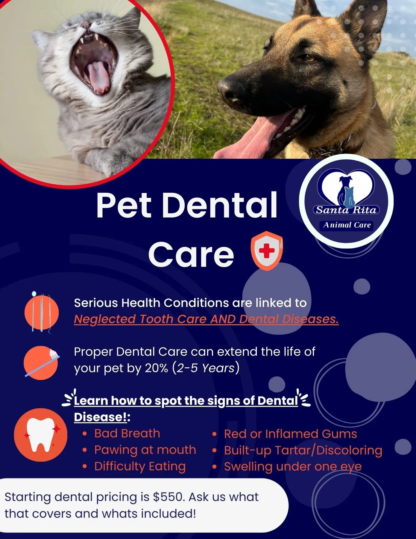 dental promo