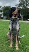 Blue Tick Hound