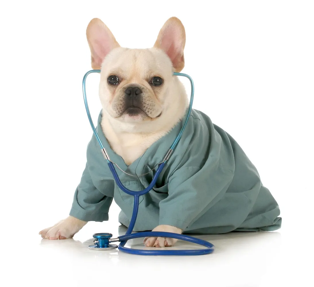 veterinarian_dog.png