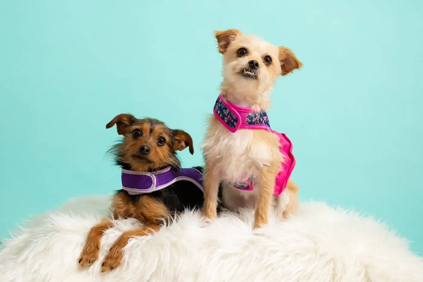 Dental Associates of Rhode Island