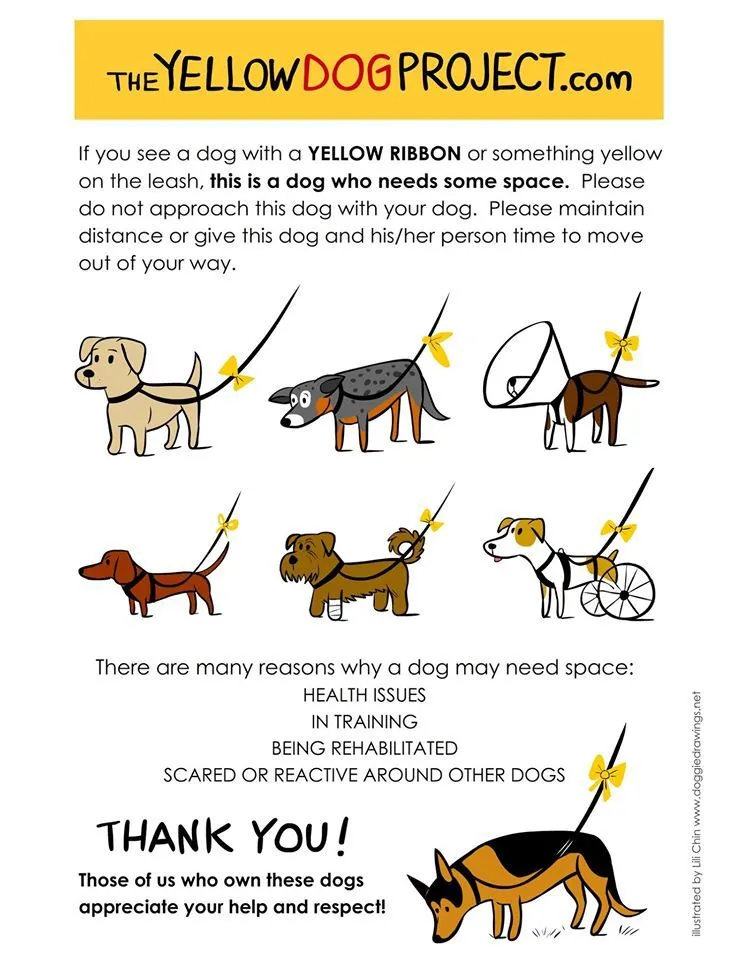 The Yellow Dog Project