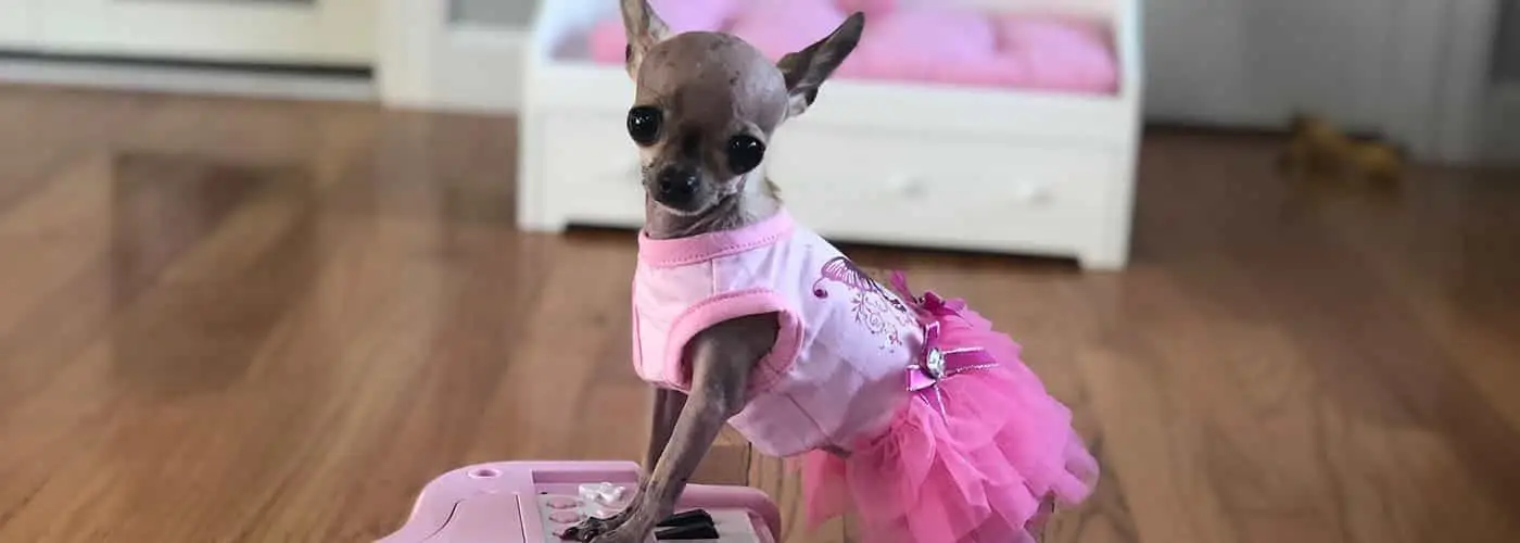 Dog in a dress
