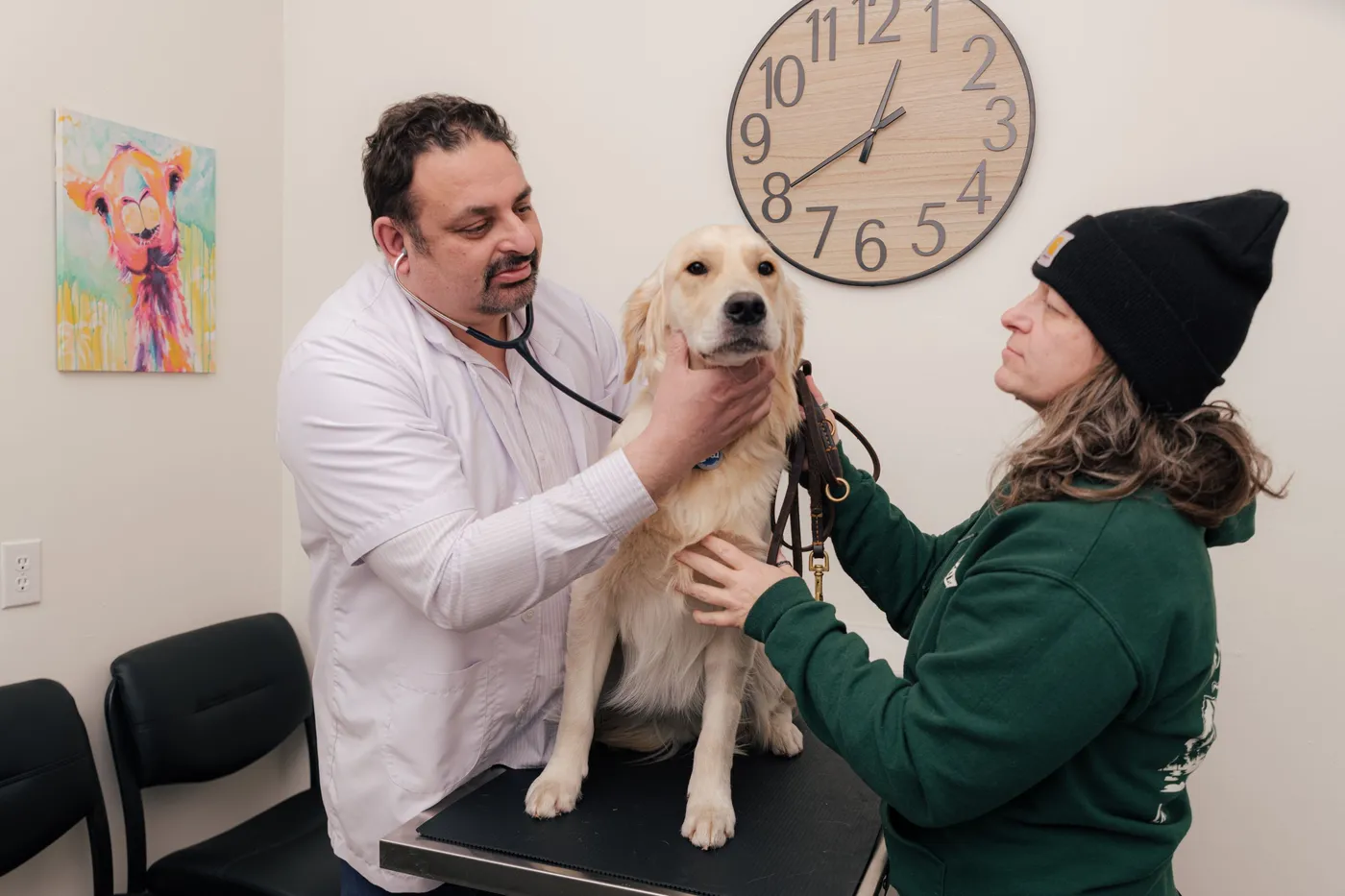 Cat with doctor getting examined