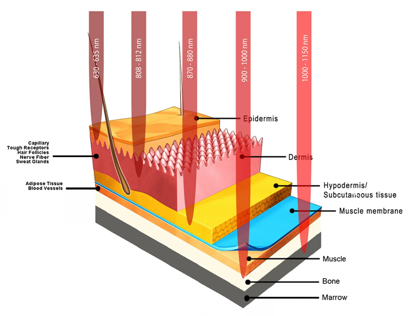 LLLT Cold Laser Tissue Penetration in Charlote