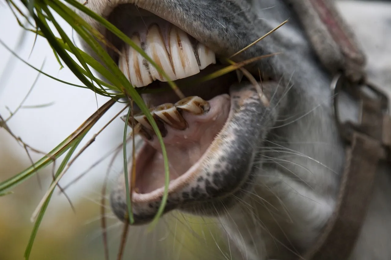 Teeth