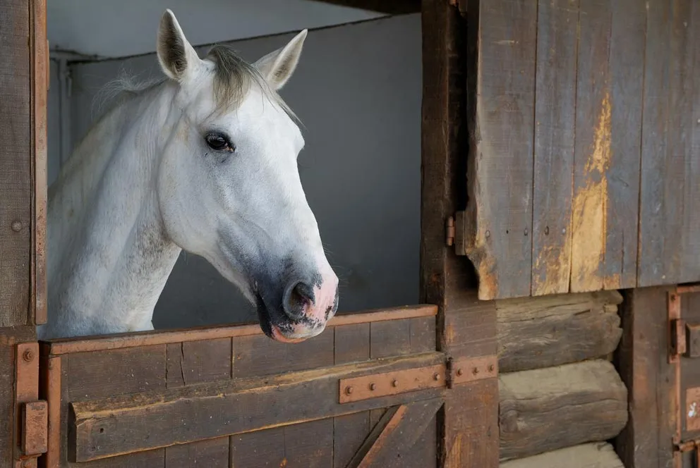 Pregnant Mare Care