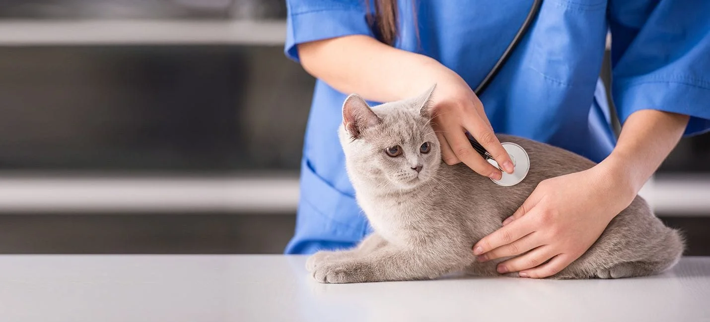 cat wellness care