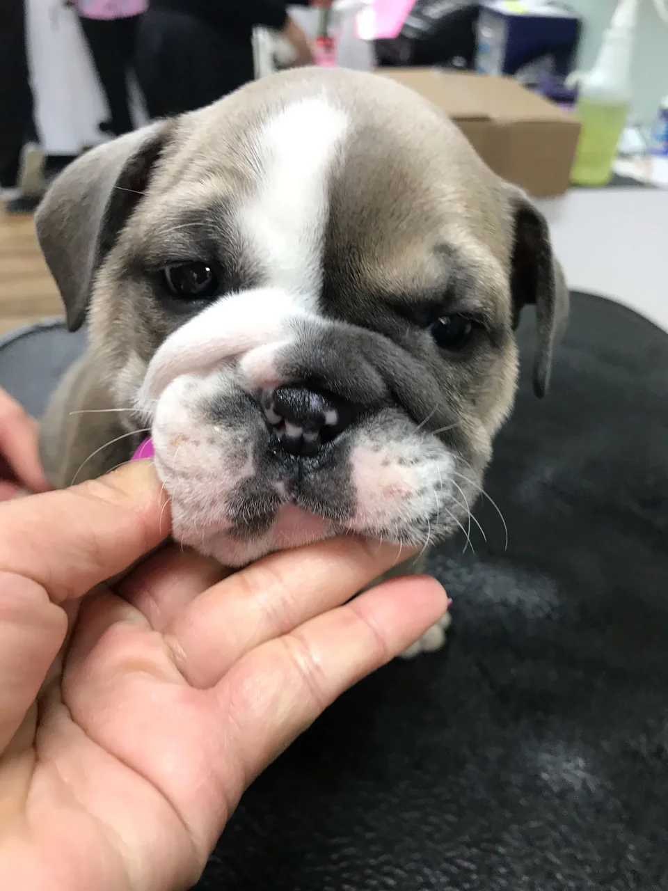 cute bulldog pup