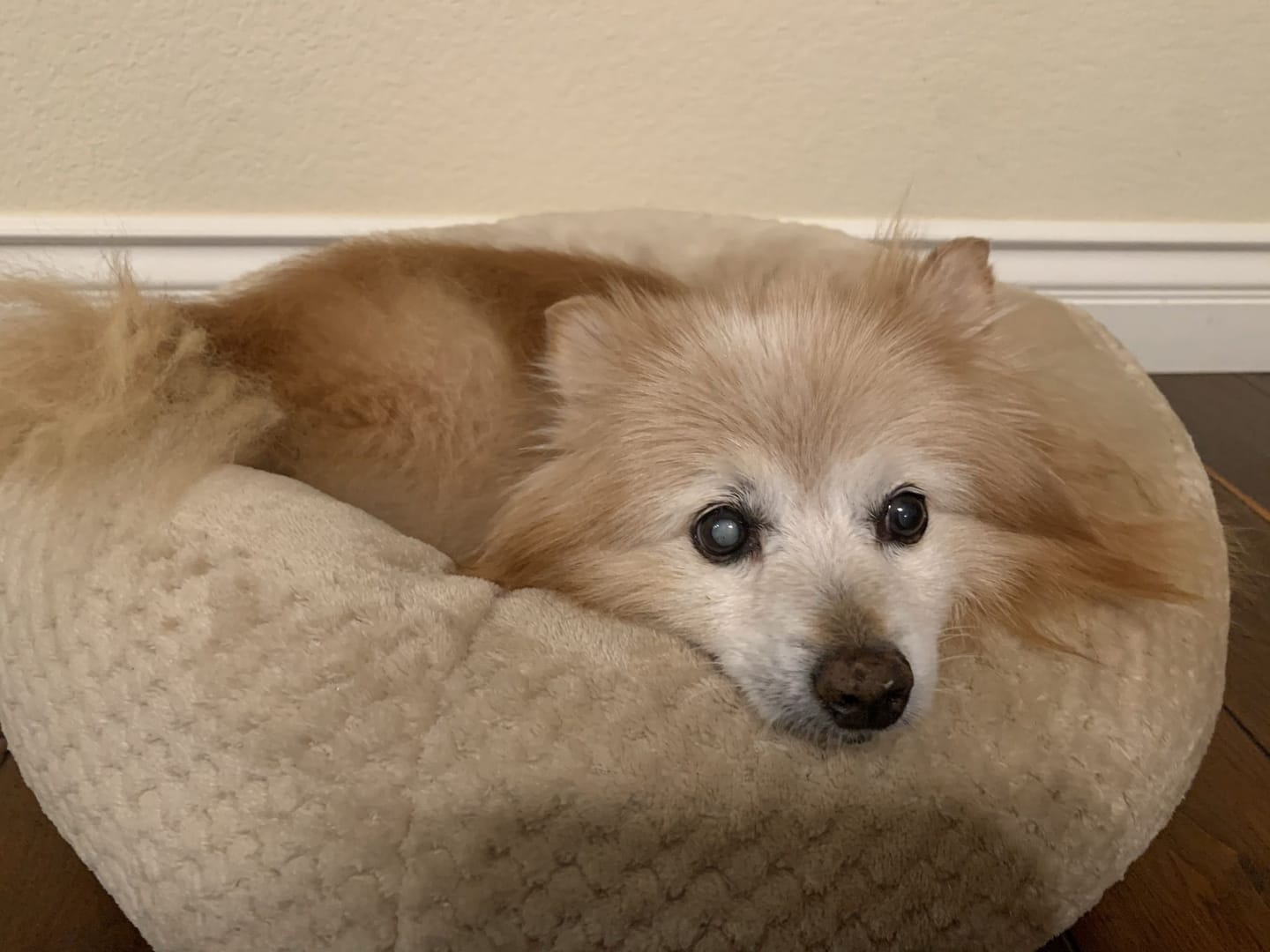 pomeranian, pet memorial, in-home dog euthanasia