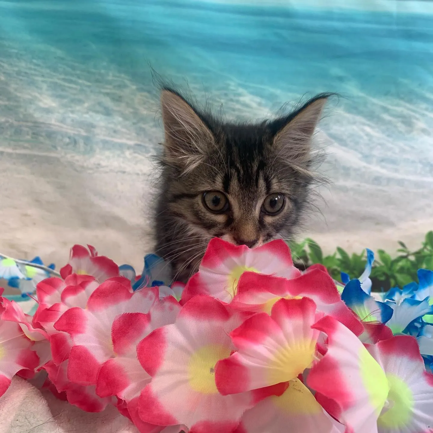 kitten with lei