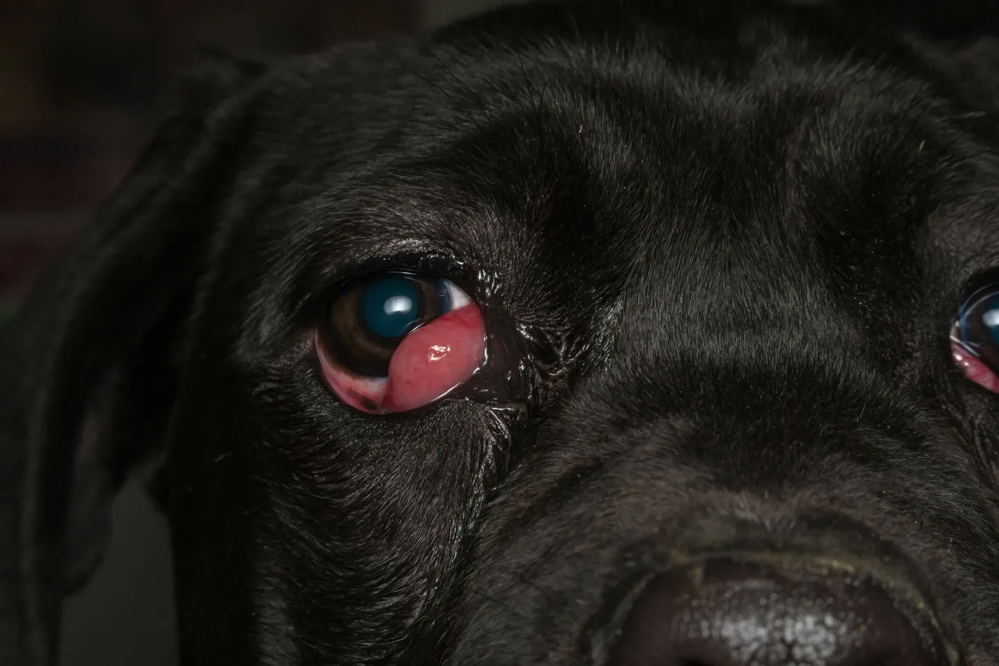 Dog eye injuries