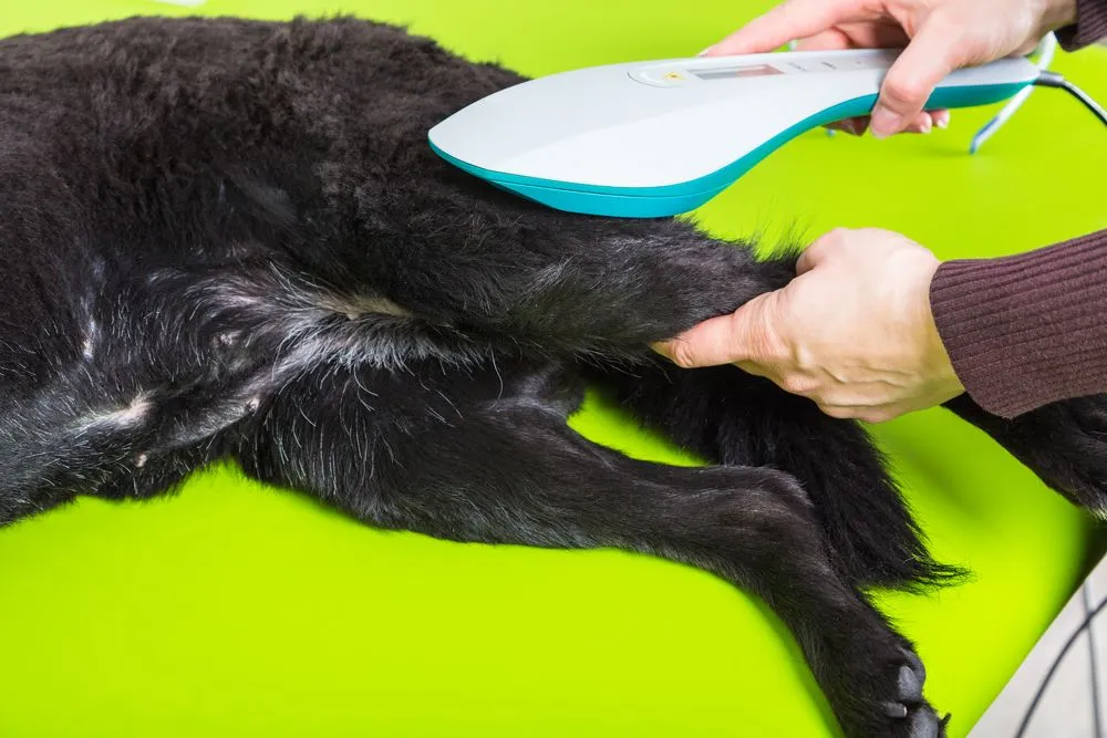 Cold laser therapy veterinary best sale