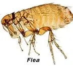 flea_control-3