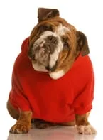 bigstock-Bulldog-In-Red-Sweater-4639834.jpg