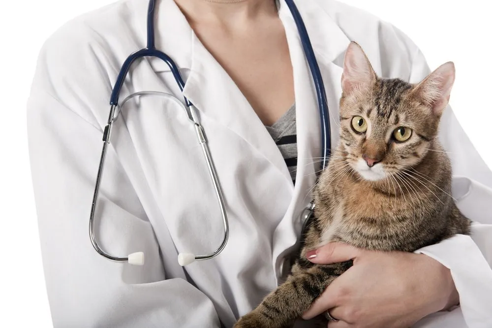 Veterinarian taking care of a cat