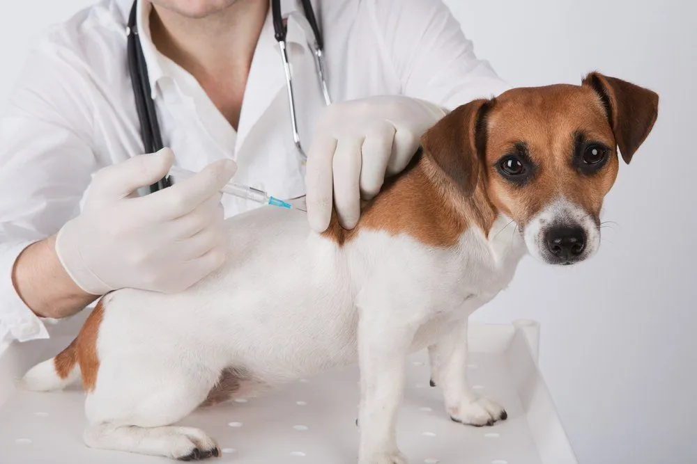 pet vaccine