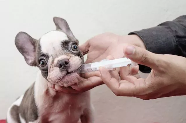 deworming dog