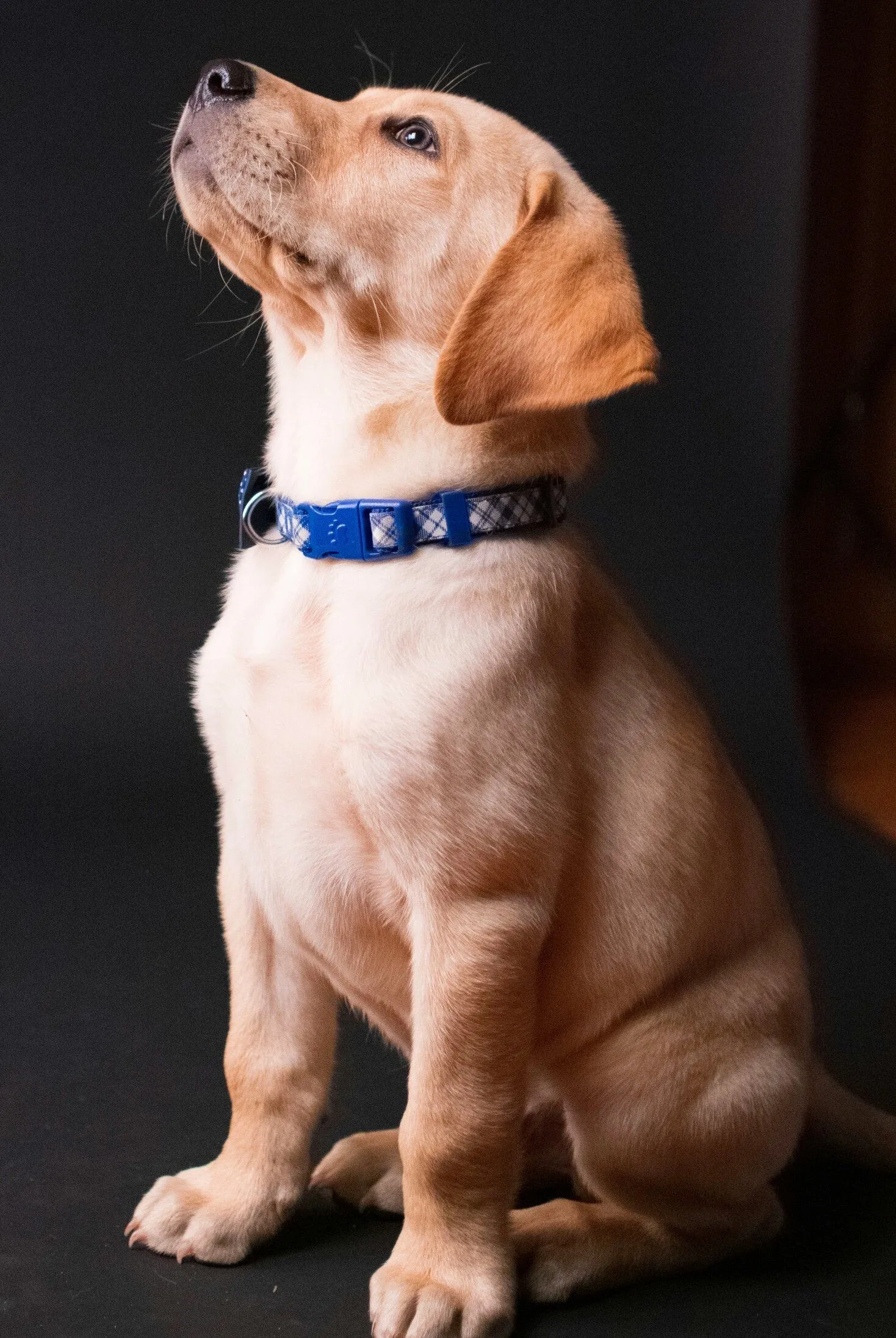 adorable lab puppy